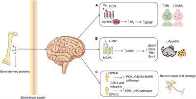 Bone-Derived Modulators That Regulate Brain Function: Emerging Therapeutic Targets for Neurological Disorders